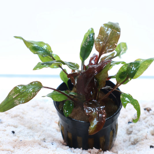 Cryptocoryne Walkeri: Pot