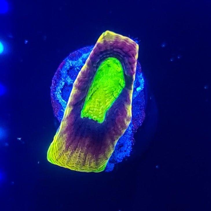 Favia: Dragon Soul Favia L32