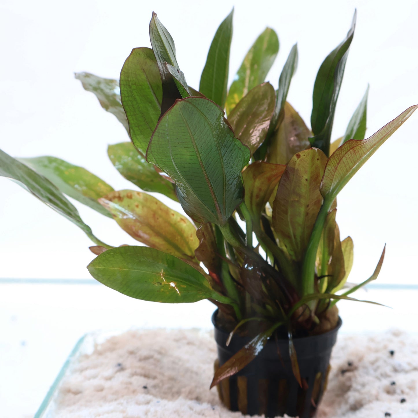 Echinodorus Fancy Twist Sword: Pot