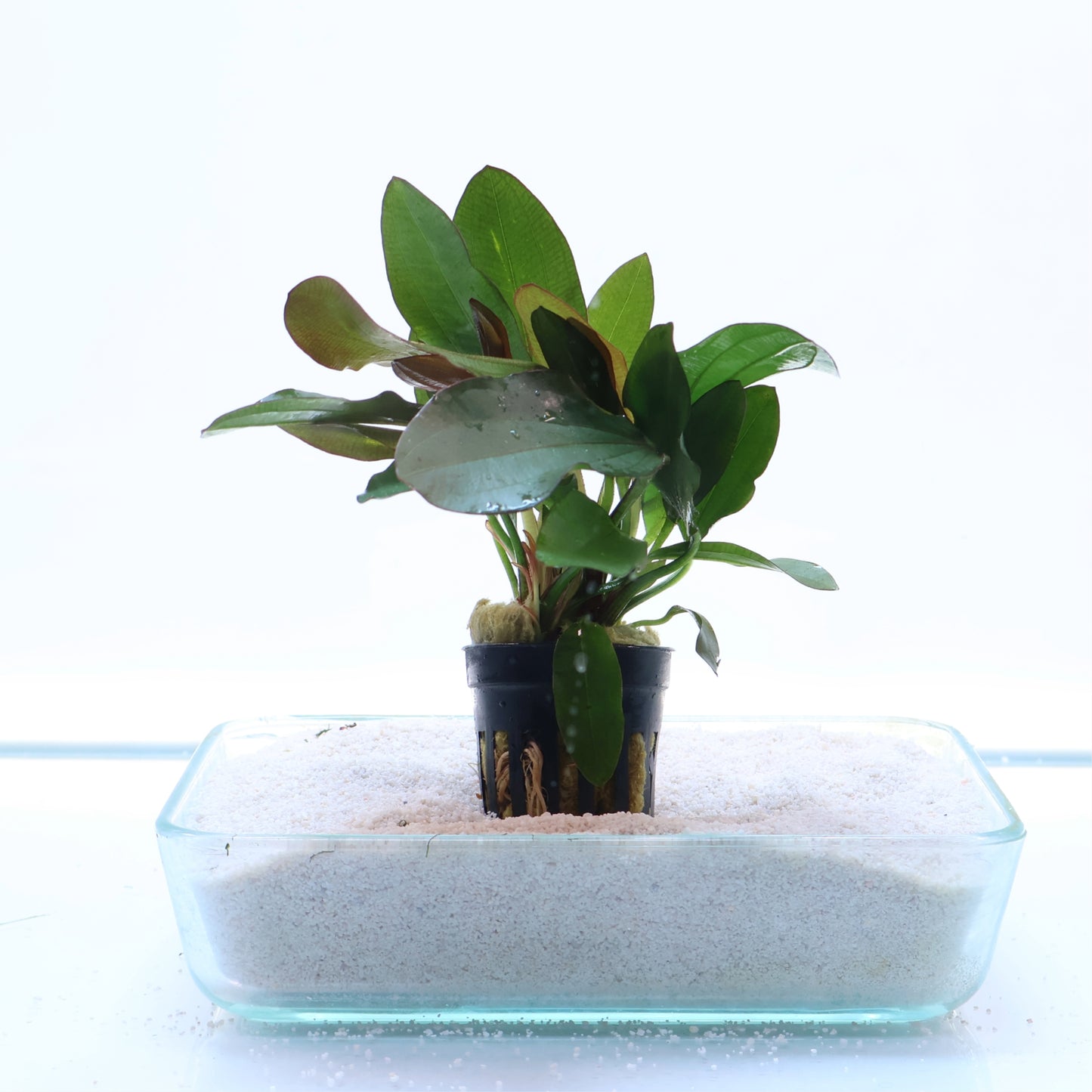 Echinodorus Red Rubin Sword: Pot