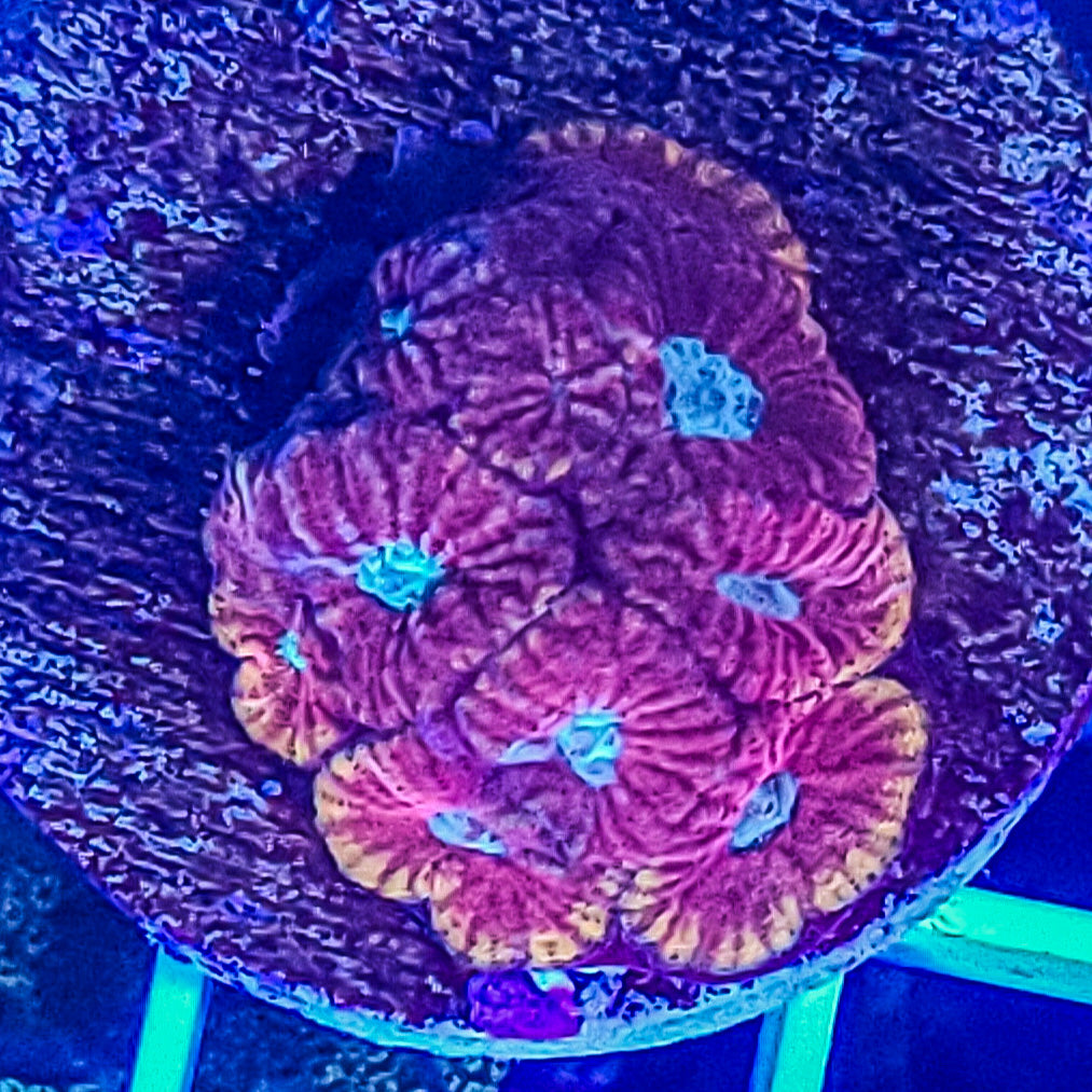 Favia: Abyss Favia 024 26