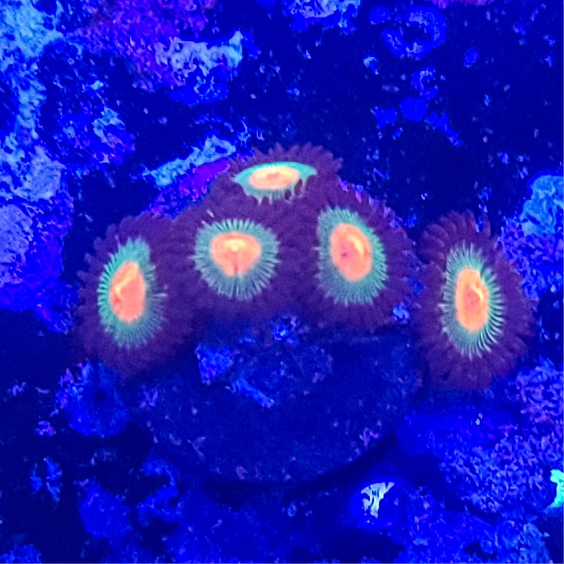 Zoanthid: Gorilla Nipples 022 5C