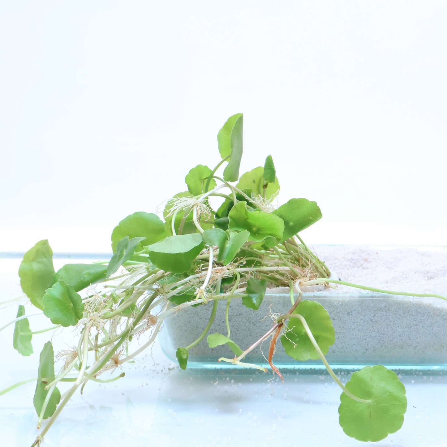 Hydrocotyle Verticillata Shield Pennywort: Pot