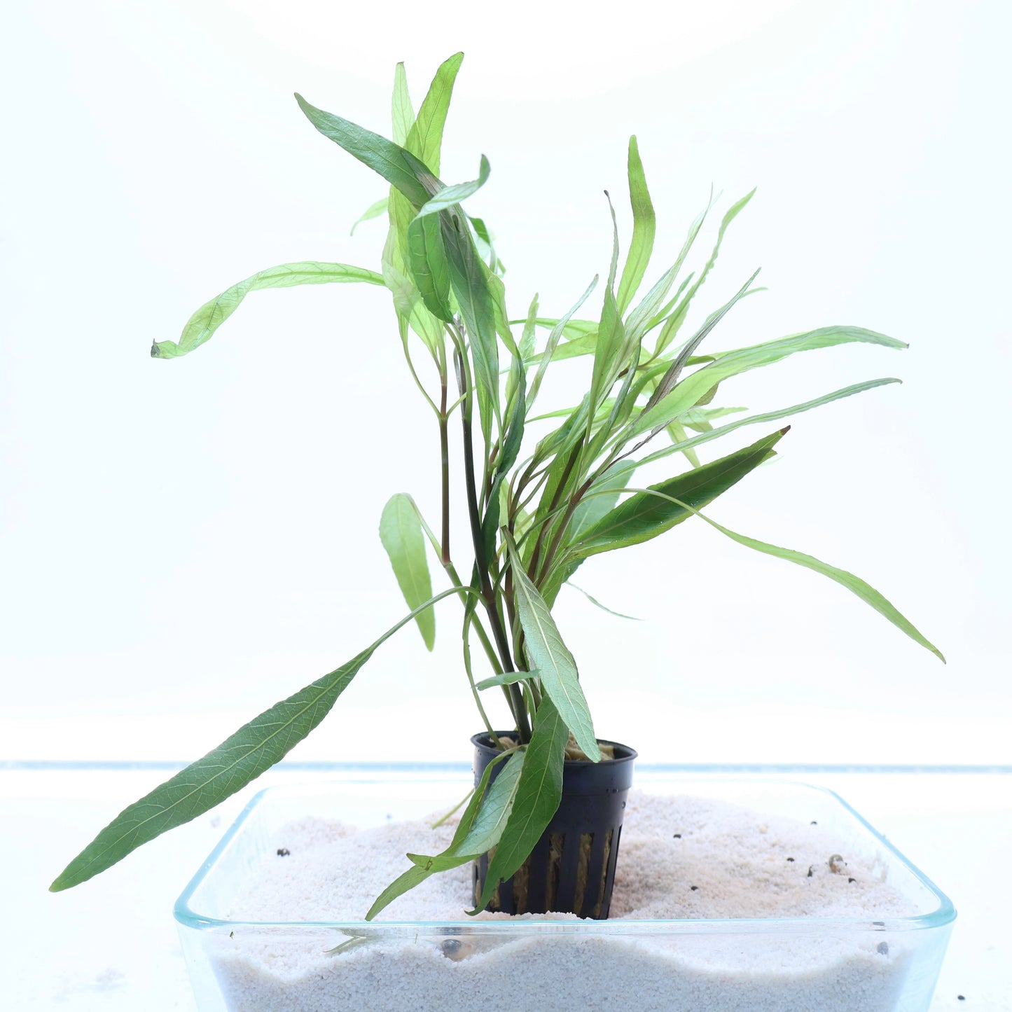 Hygrophila Angustifolia: Lead Bunch