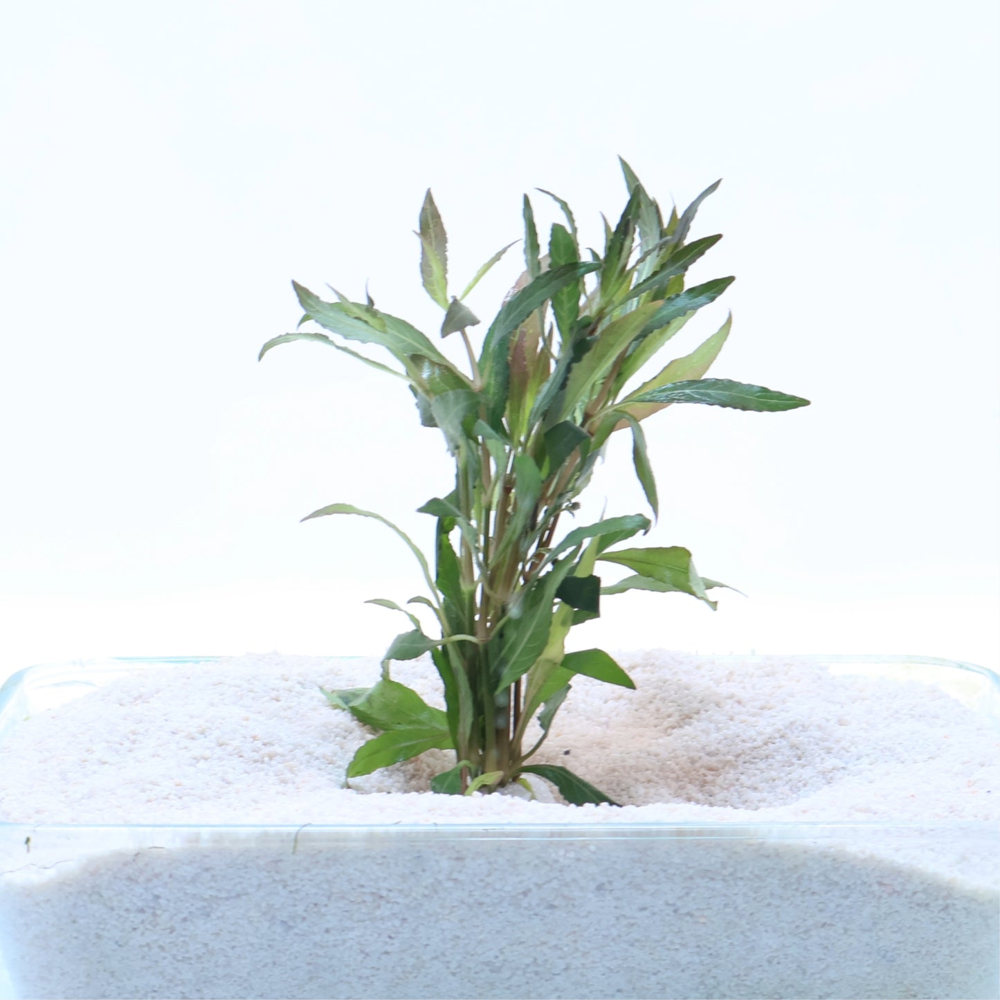 Hygrophila Angustifolia Rubra: Lead Bunch