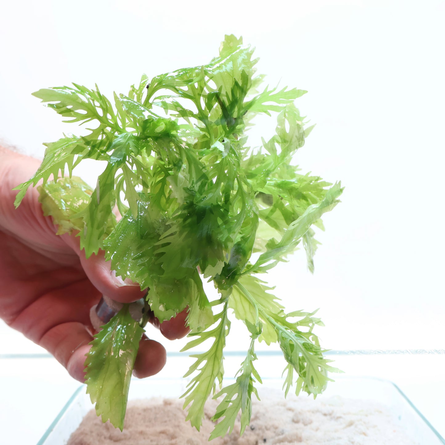 Hygrophila Difformis Water Wisteria: Lead Bunch