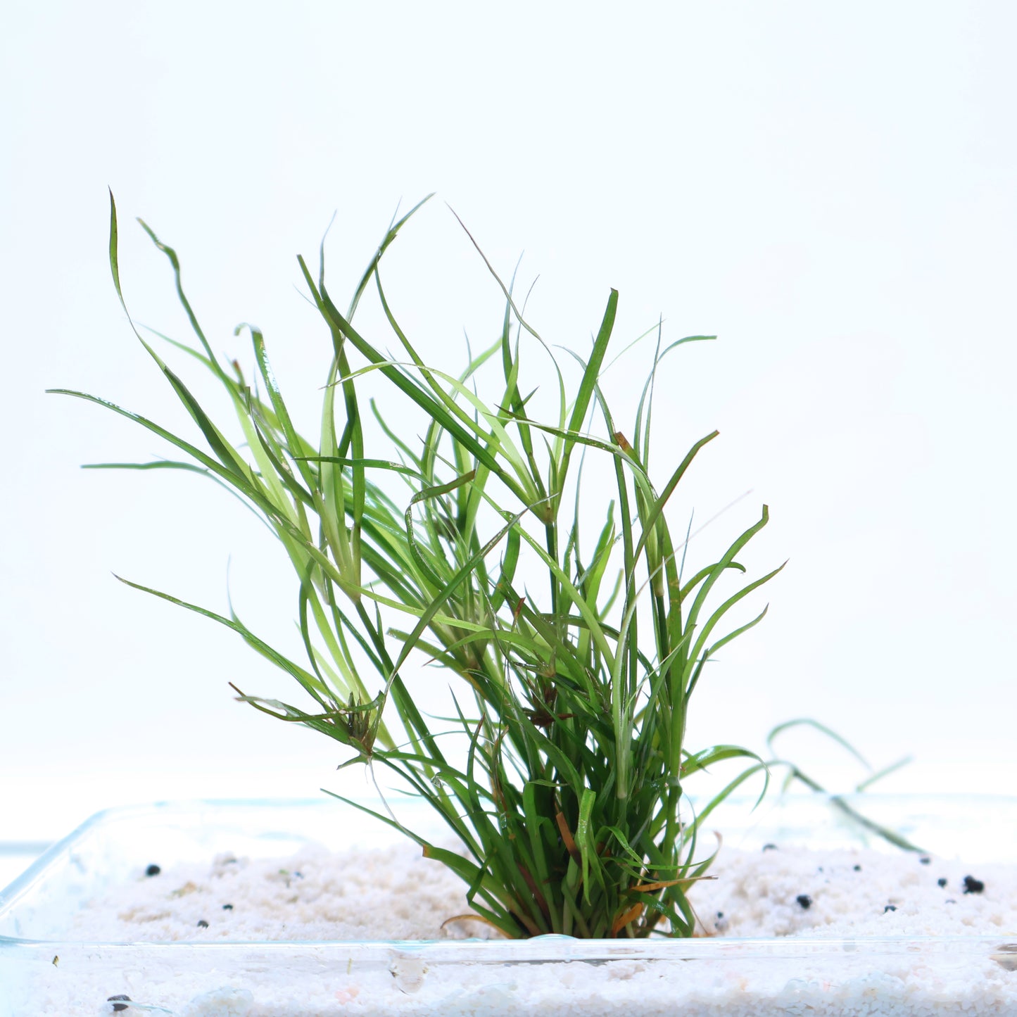 Juncus Fontanesii Repens: Lead Bunch