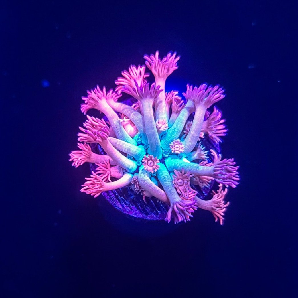 Goniopora: LRO Lavender Lust
