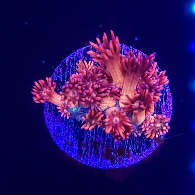 Goniopora: LRO Mandalorian