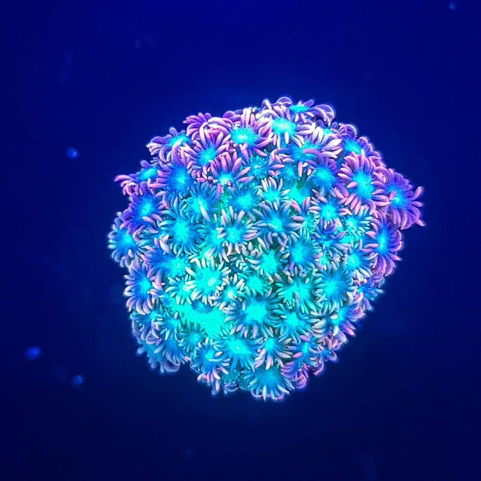 Goniopora: LRO Treasure Island