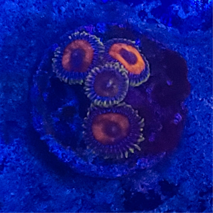 Zoanthid: Las Vegas 022 9G