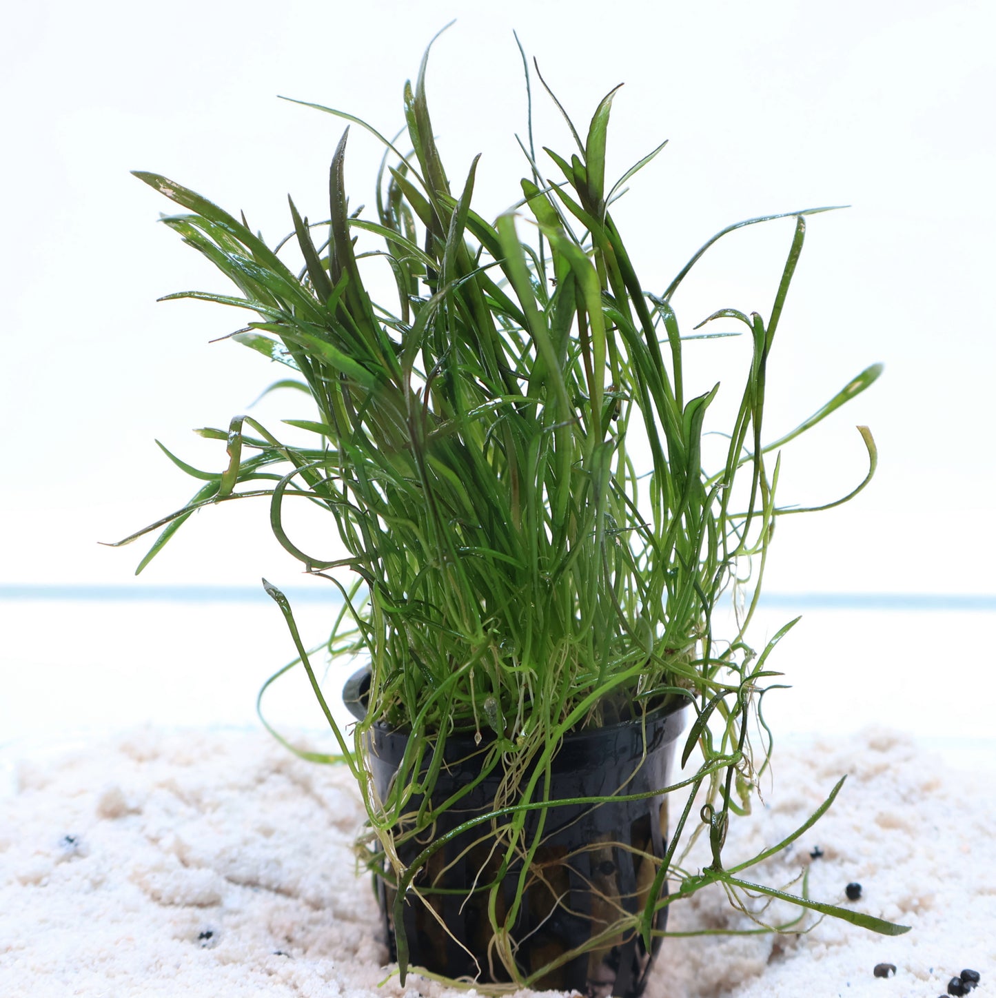 Plant : Lilaeopsis Novaezelandiae Micro Sword : Pot