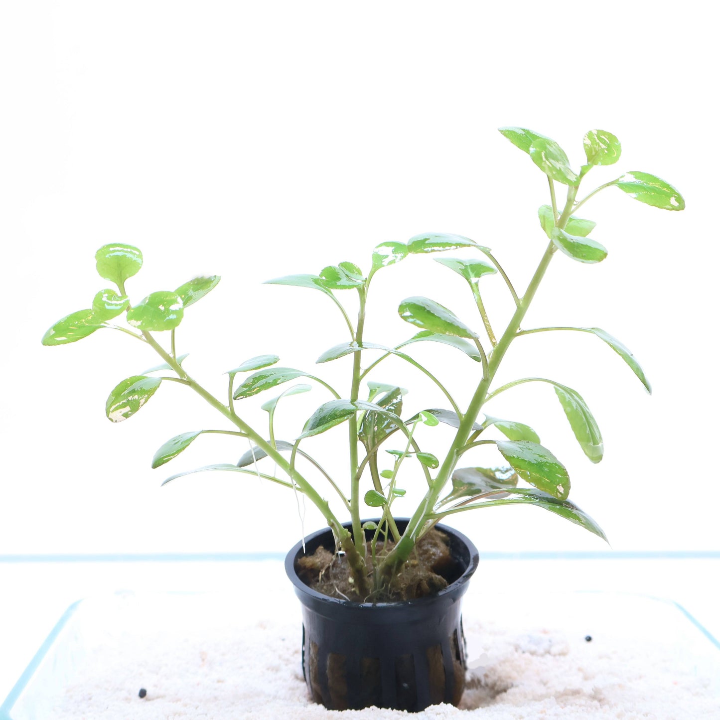 Plant : Lobelia Cardinalis : Pot