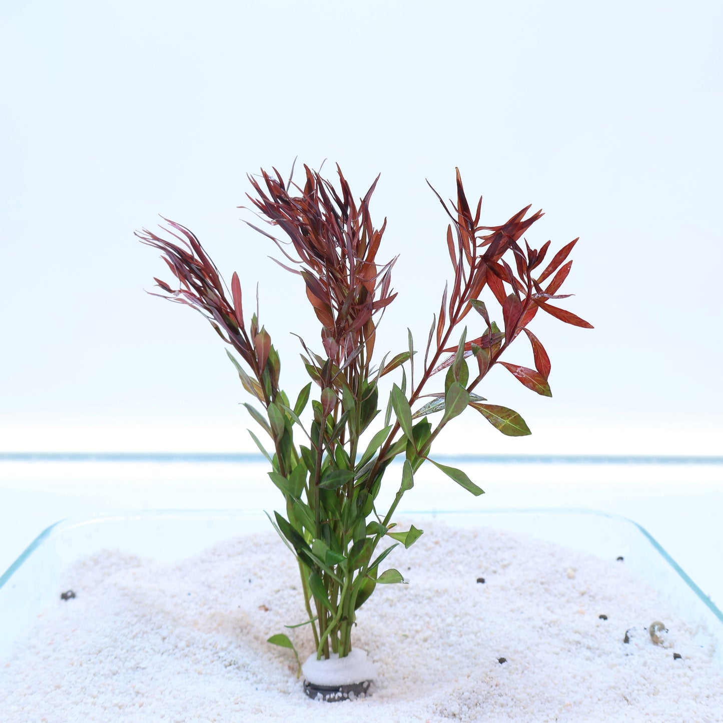 Ludwigia Arcuata Needle Leaf: Lead Bunch