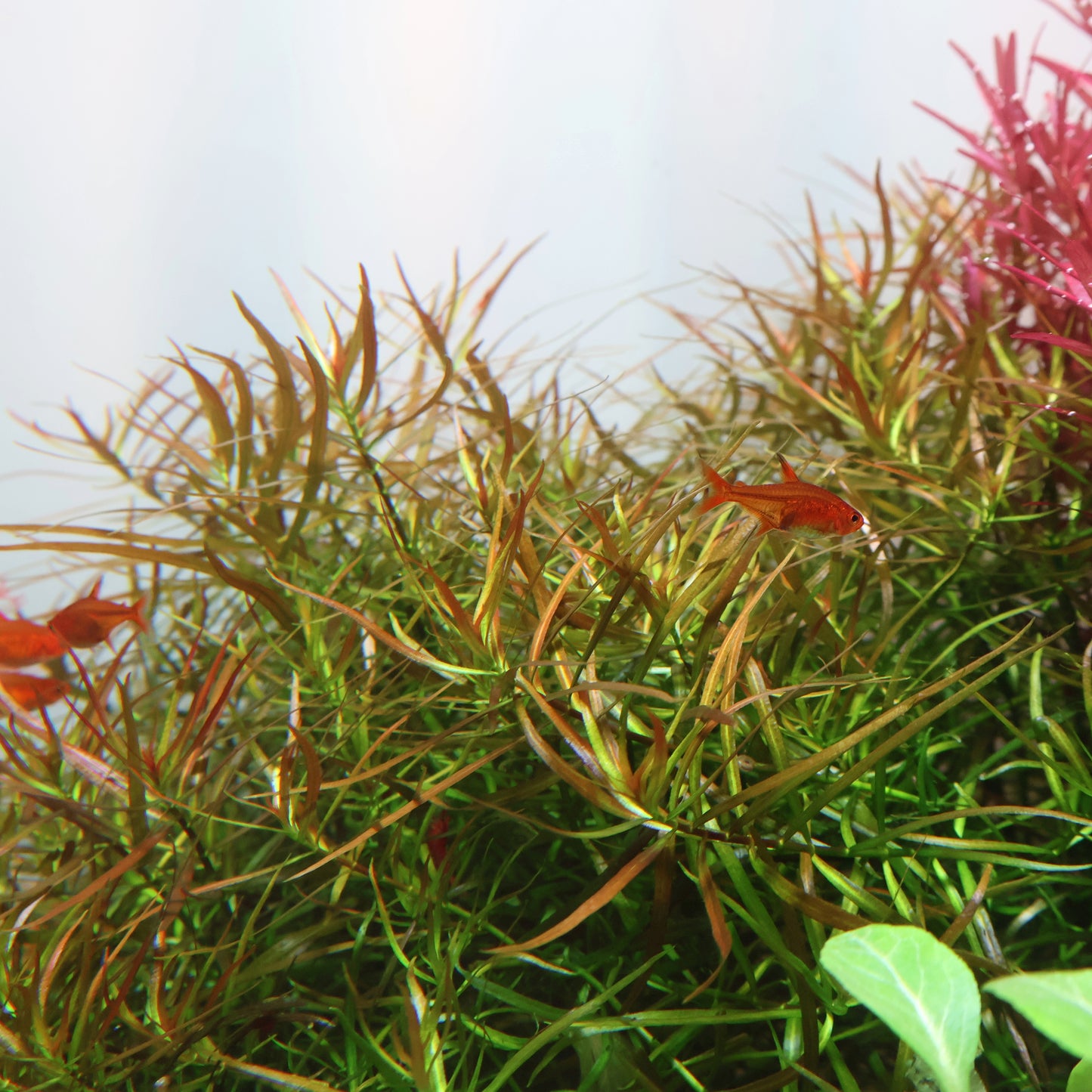 Ludwigia Arcuata Needle Leaf: Lead Bunch