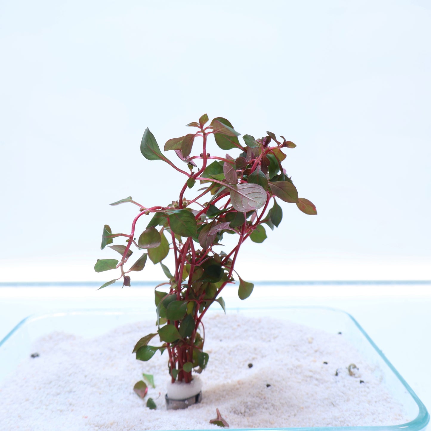 Ludwigia Natans Super Red: Lead Bunch