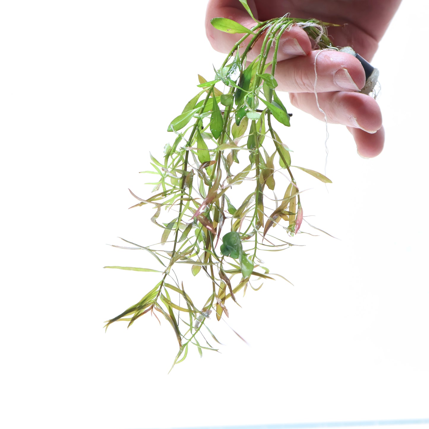 Ludwigia Palustris: Lead Bunch