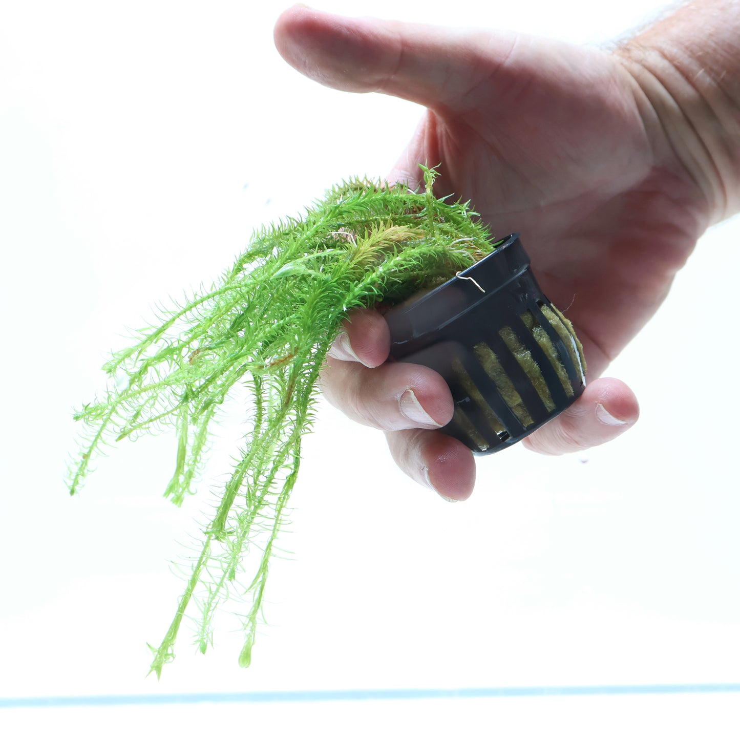 Mayaca Fluviatilis: Pot