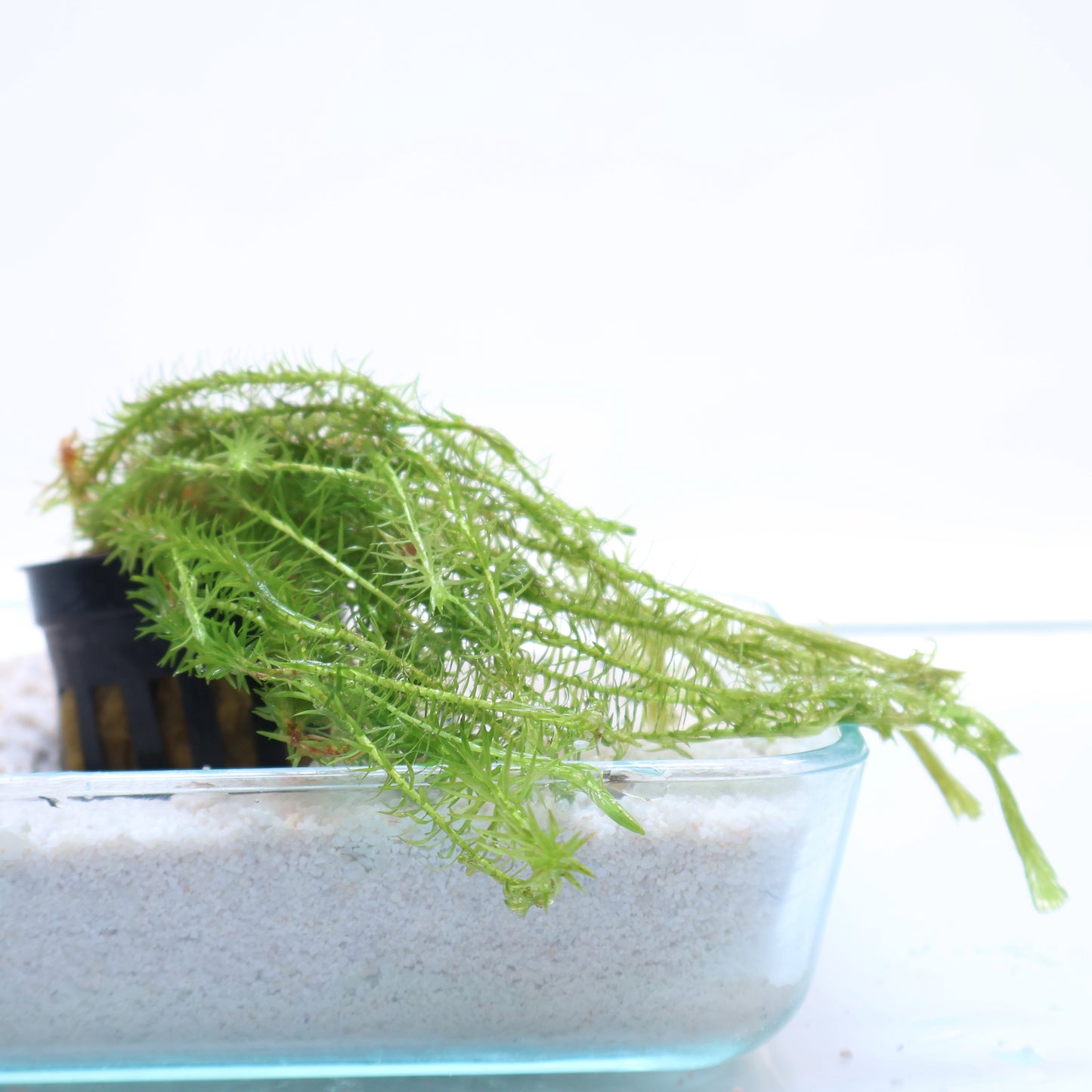 Mayaca Fluviatilis: Pot