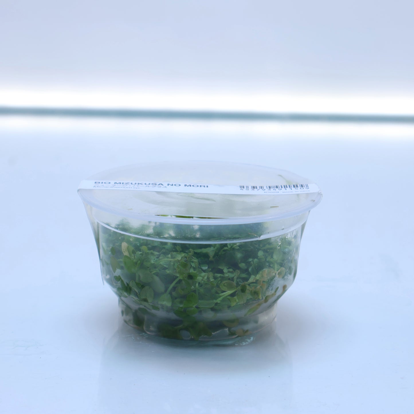 Plant : Micranthemum Monte Carlo : Tissue Culture