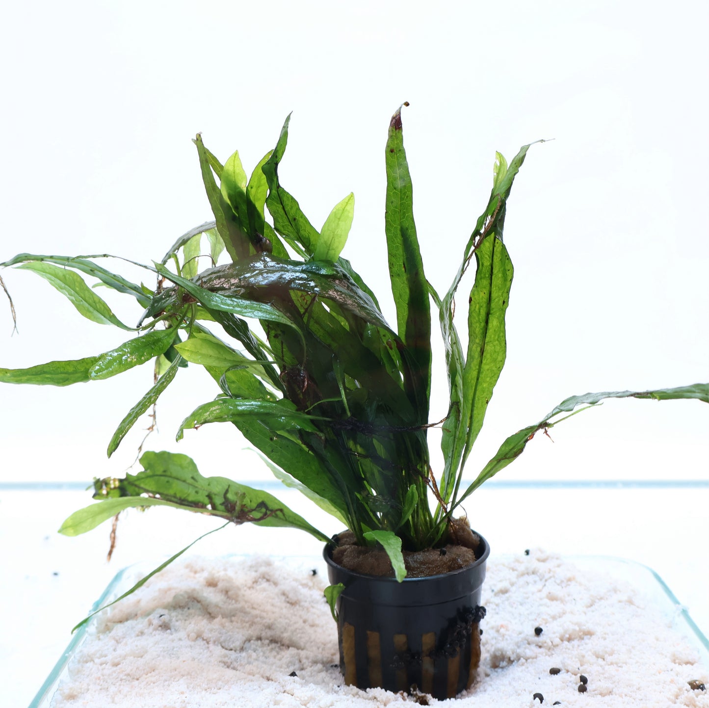 Microsorum Pteropus Narrow Java Fern: Pot