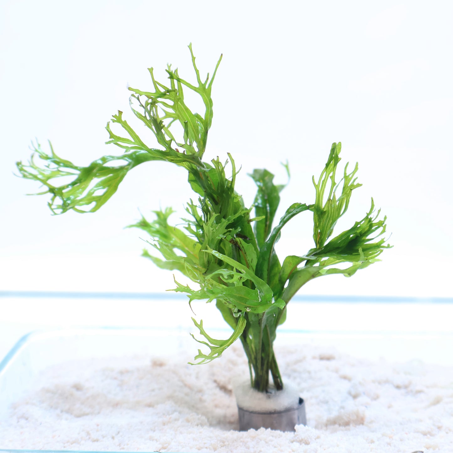 Microsorum Pteropus Windelov Java Fern: Lead Bunch