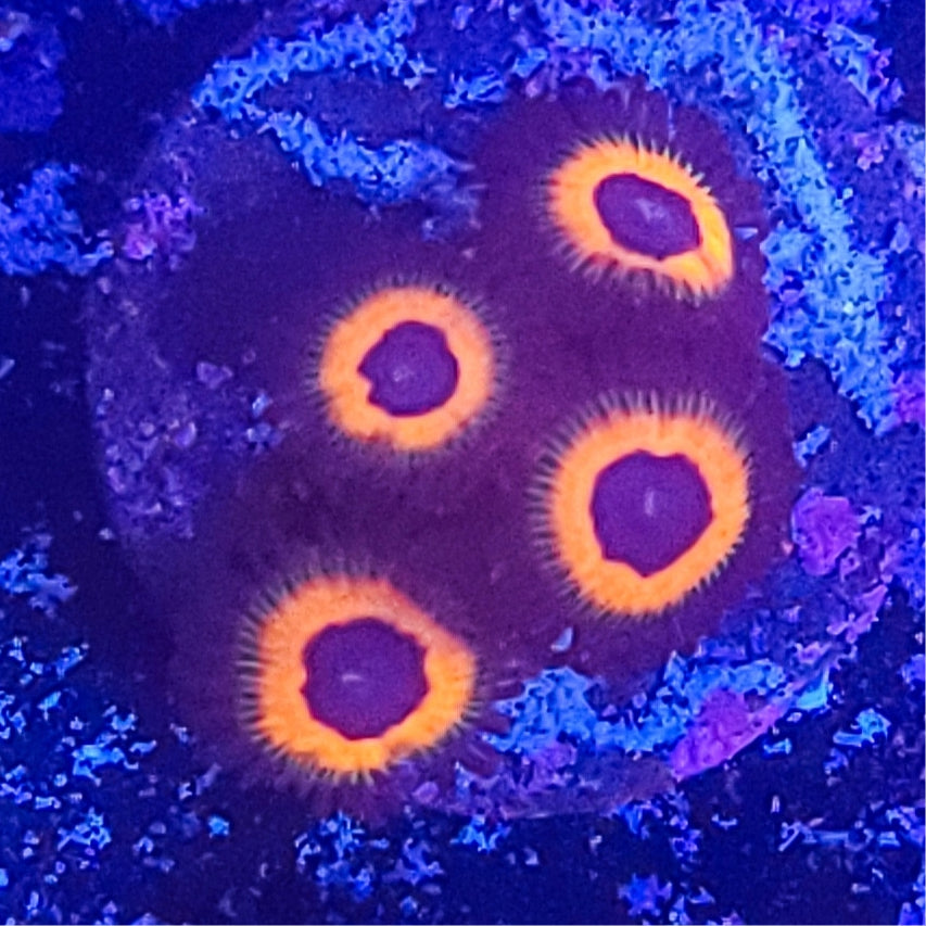 Zoanthid: Orange Hornets 023 1E