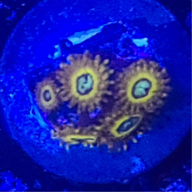 Zoanthid: Pikachu 022 4C