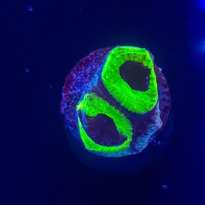 Favia: Prism Favia L32