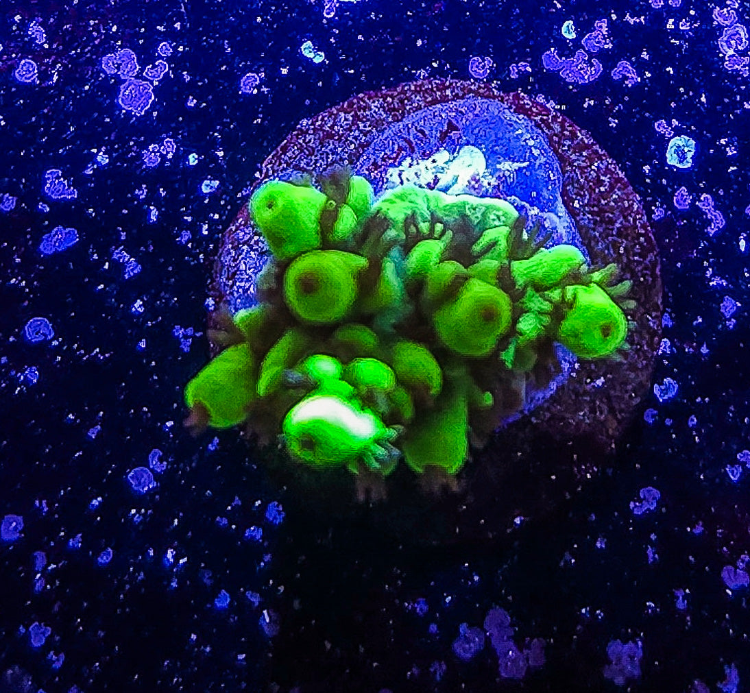 SA Woolly Mammoth Acropora S79 A1