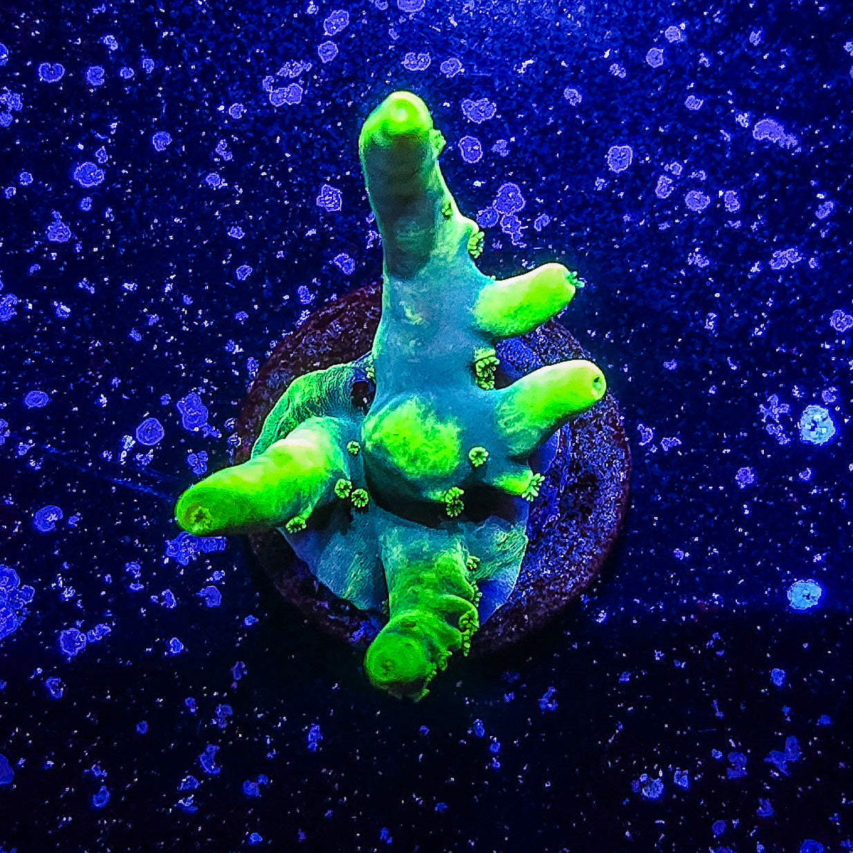 SA Goku Lokani S79 A2