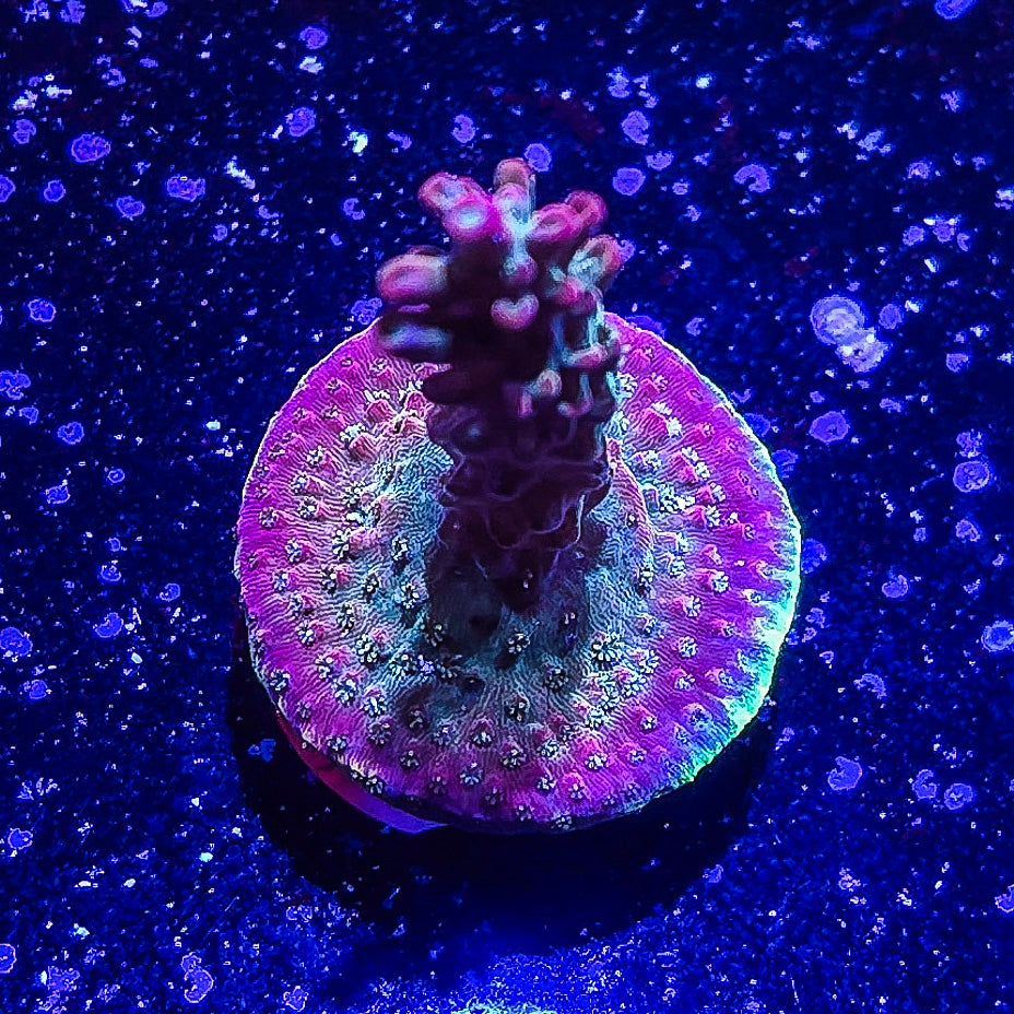 SA Apple Jacks Acropora S79 A3