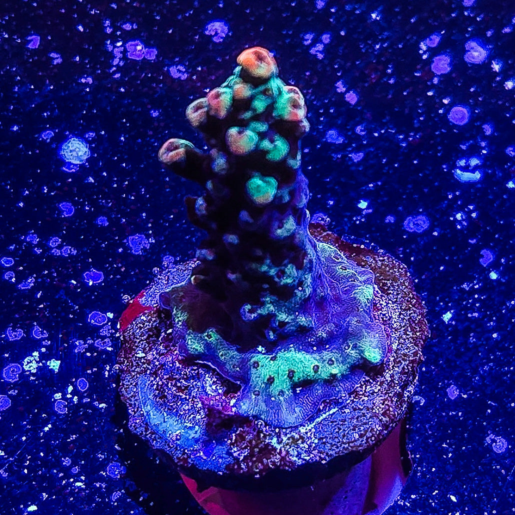 SA Fruit Cake Acropora S79 A4