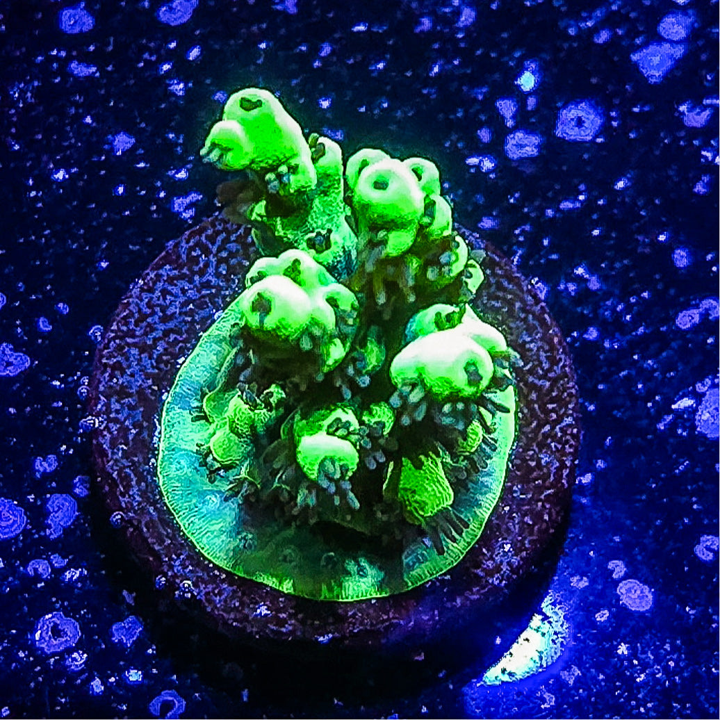 SA Woolly Mammoth Acropora S79 A6