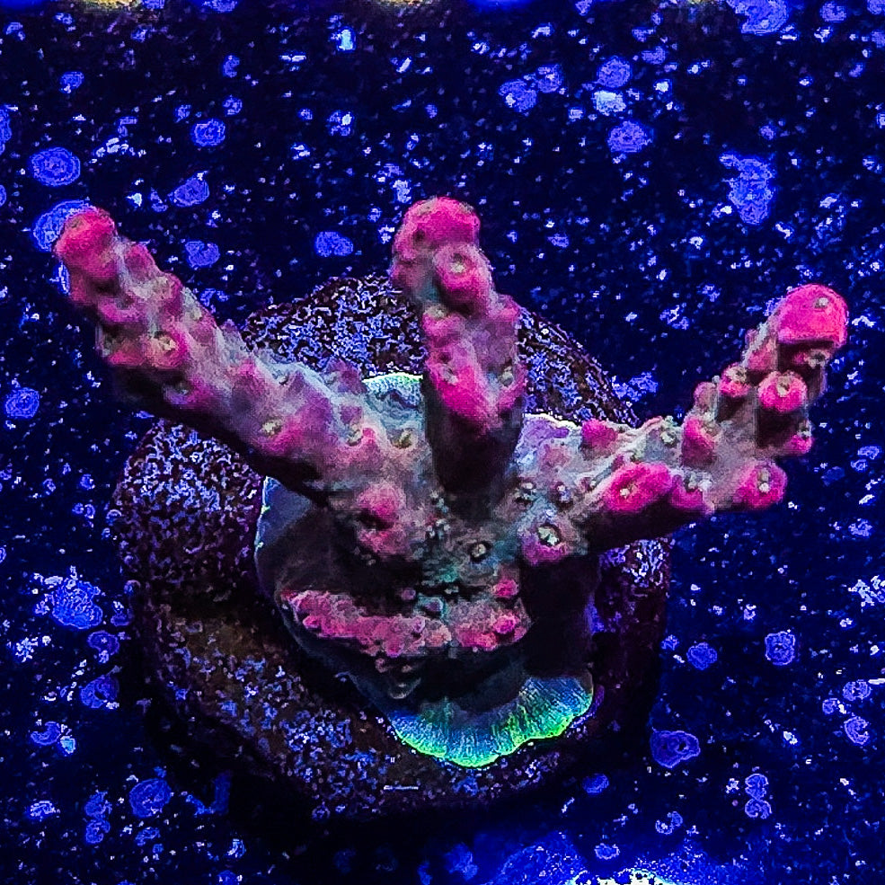 SA Apple Jacks Acropora S79 A7