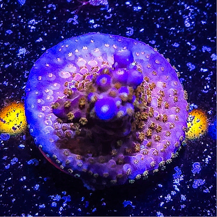 SA Merlin's Staff Acropora S79 A9