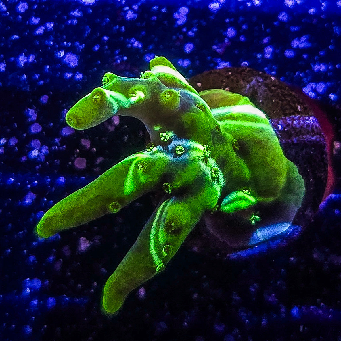 SA Goku Lokani S79 B1