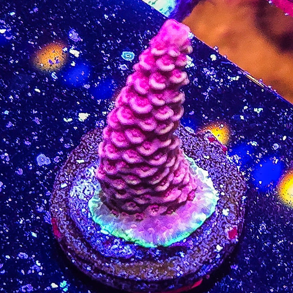 SA Pink Punch Milli S79 B10