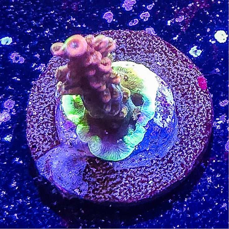 SA Limit Breaker Acropora S79 B2