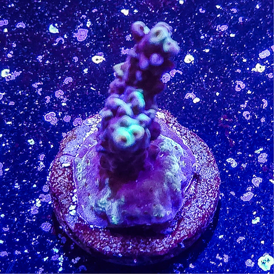 SA Mint Chip Acropora S79 B3