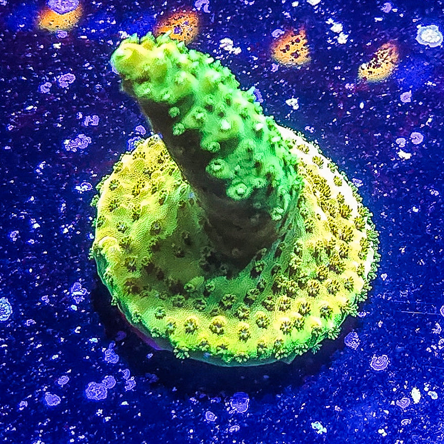 SA Orange Creamsicle Acropora S79 B4