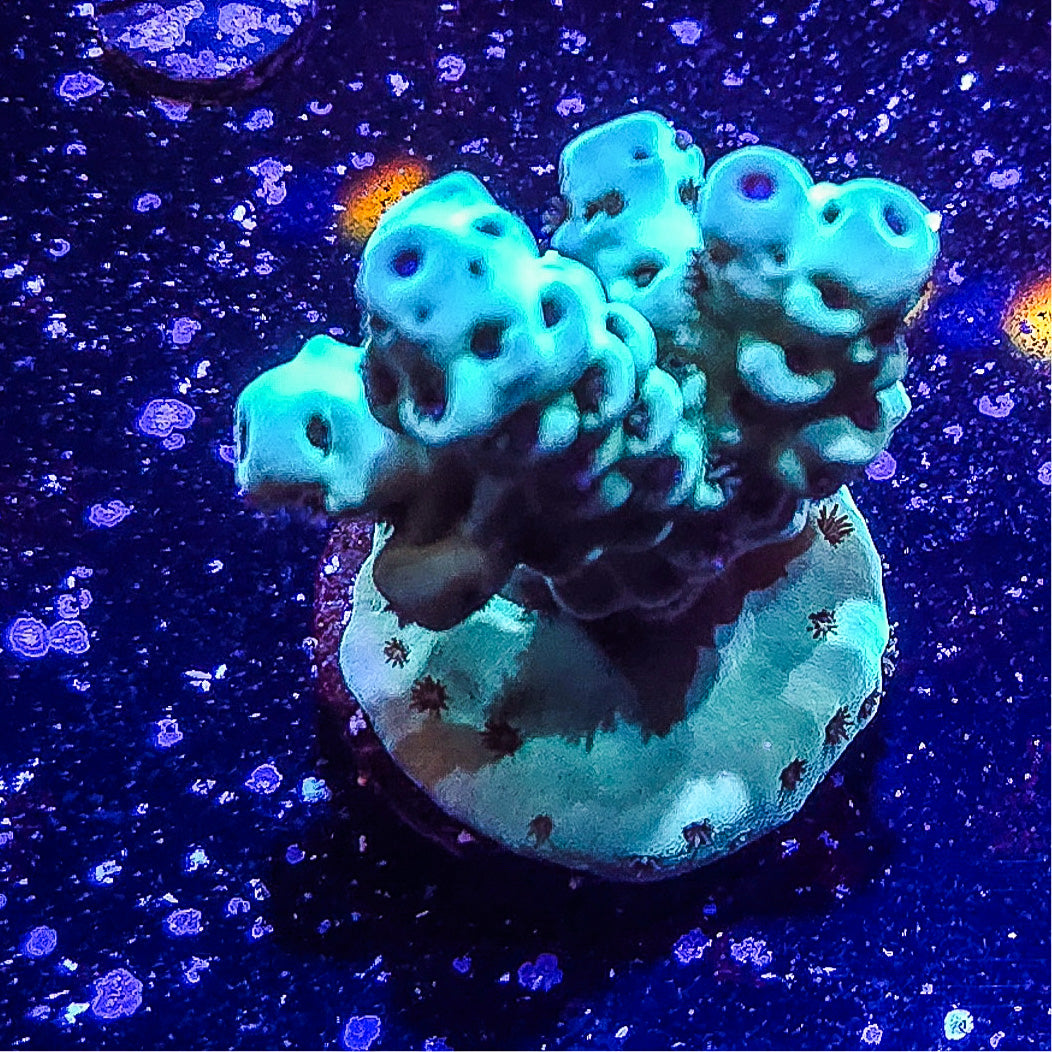 SA Mint Chip Acropora S79 B5