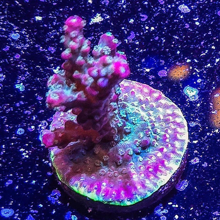 SA Apple Jacks Acropora S79 B9