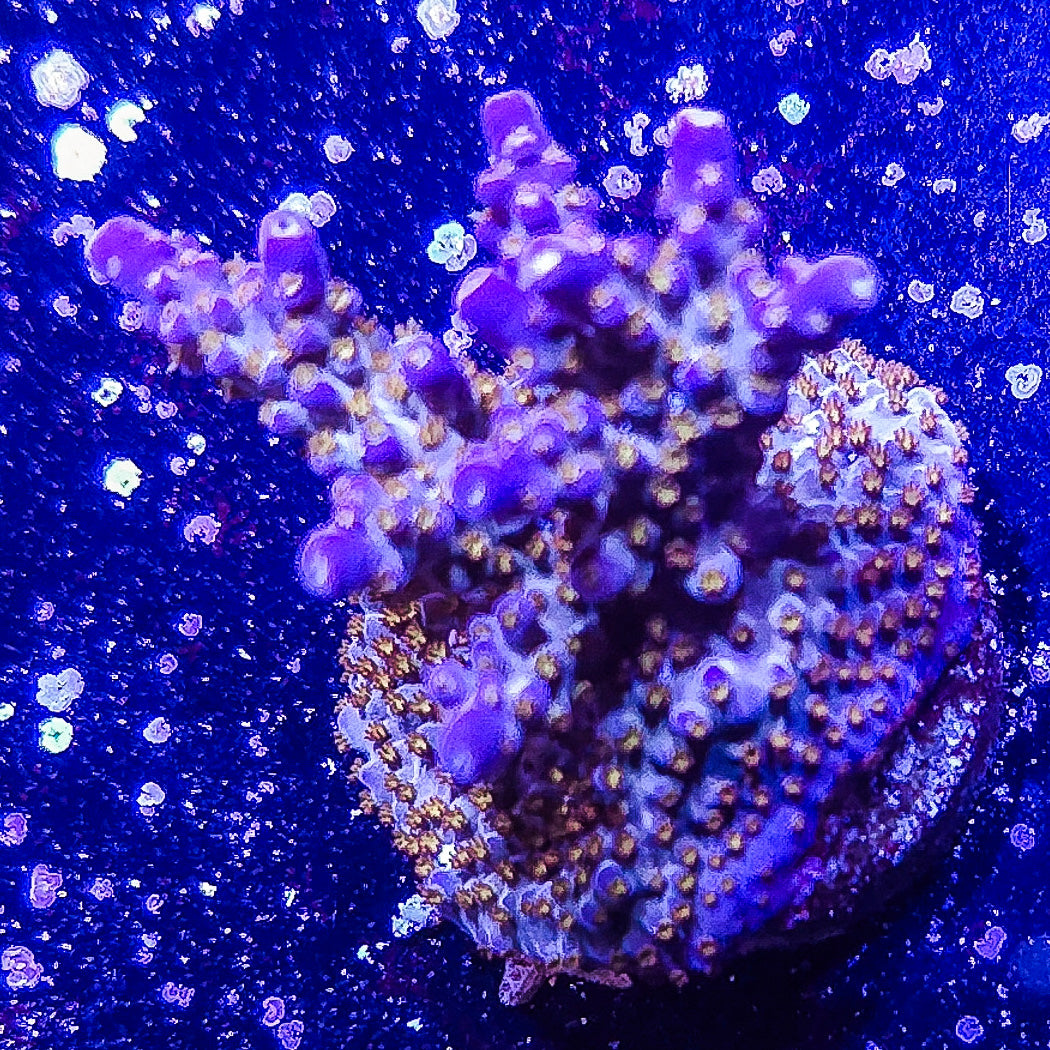 SA Merlin's Staff Acropora S79 D2