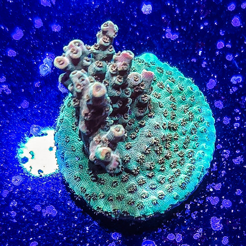 SA Fruit Cake Acropora S79 E3