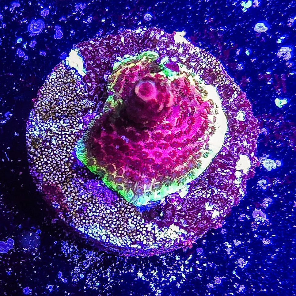 SA Pink Punch Milli S79 F1