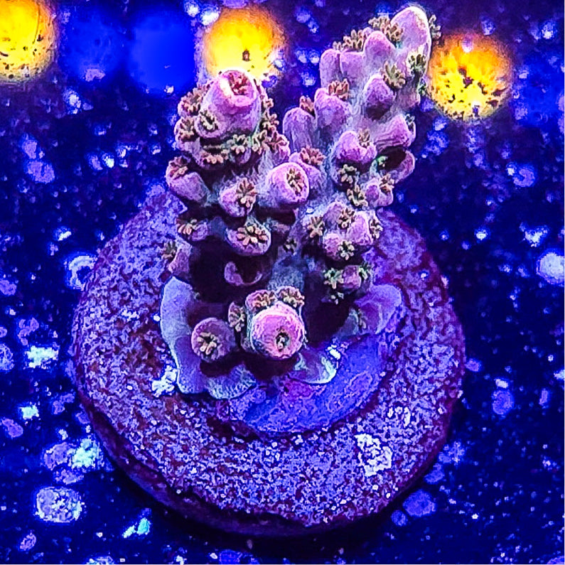 SA Blood Crest Acropora S79 F7