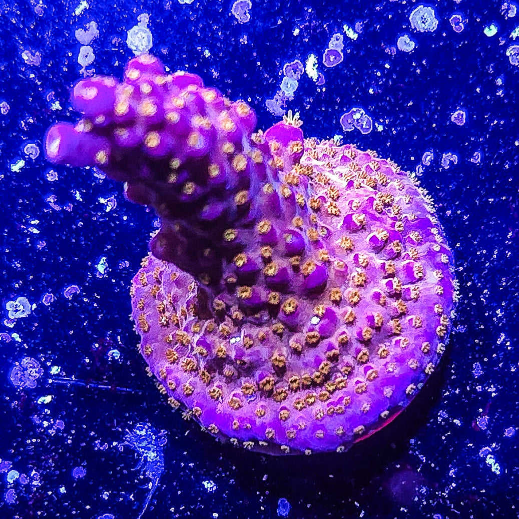 SA Merlin's Staff Acropora S79 G2