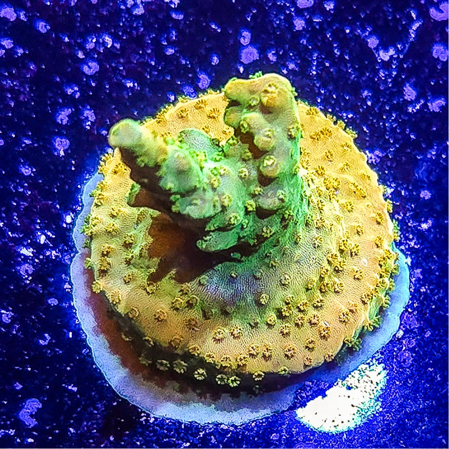 SA Orange Creamsicle Acropora S79 G5