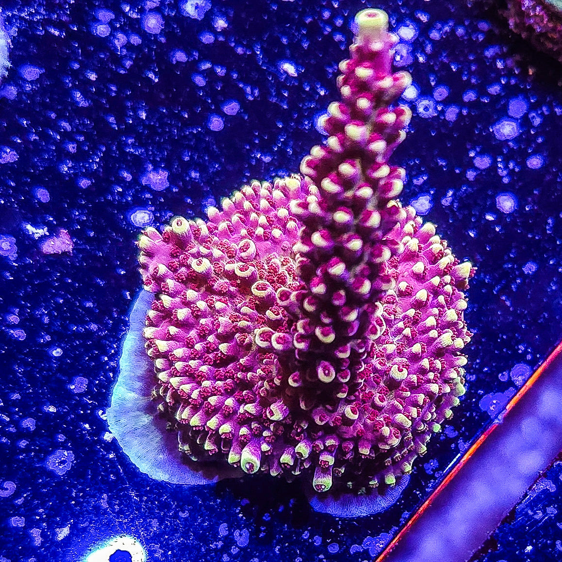 SA Pink Cadillac Acropora S79 G6